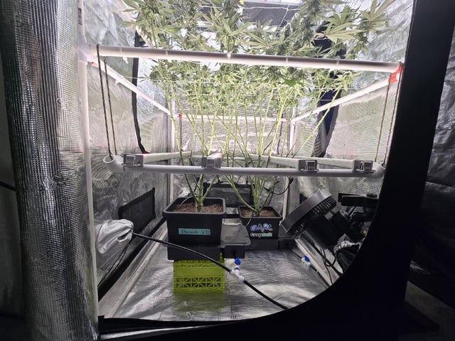 Grow 5.o — flower, day 87