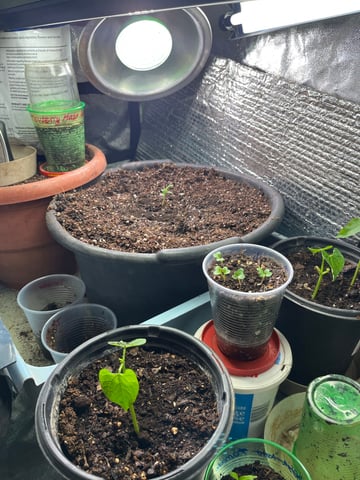 Lavender and Anesthesia Auto — seedling_rooting, day 15