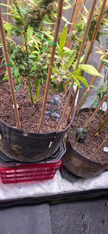 Here We Grow... — flower, day 106