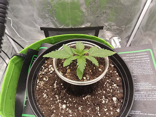 FastBuds Photo-Lemon Mandarin  — seedling_rooting, day 16