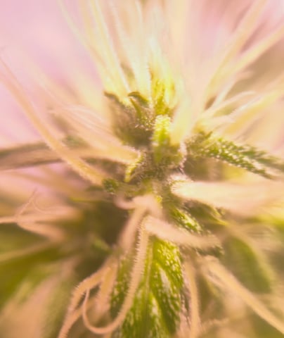 pineapple Express  — flower, day 12