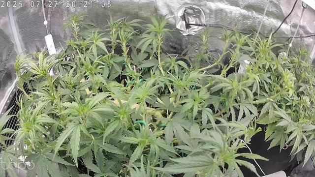 Bubblegum — vegetative, day 63