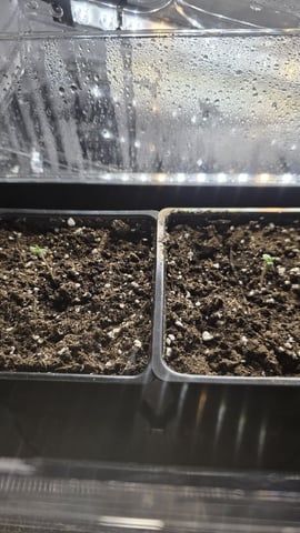 lilac diesel Rbx2 — germination, day 4