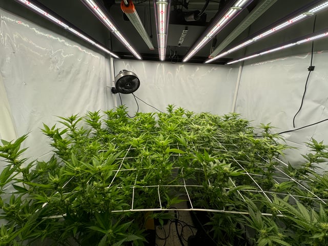 Permanent Marker, Gary Payton — flower, day 20