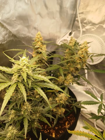 5 — flower, day 34