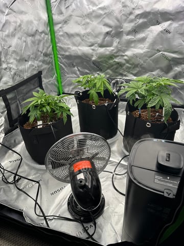 First grow — vegetative, day 28