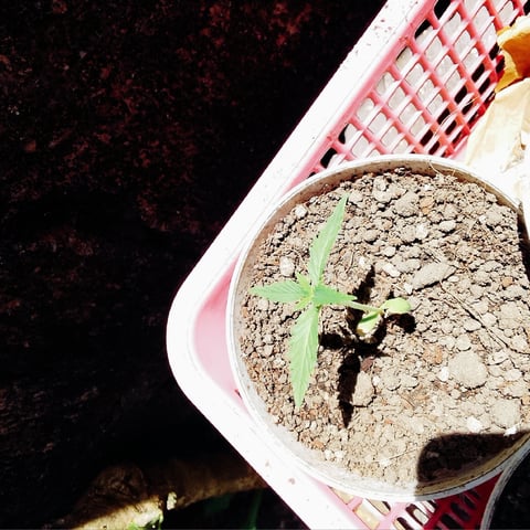 nilo growth — seedling_rooting, day 10