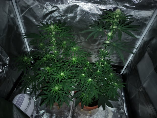 unknown strain 1st grow — flower, day 63