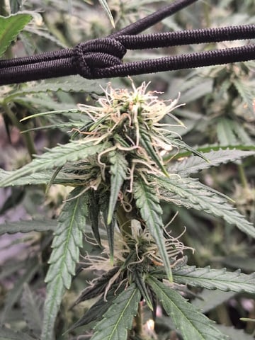 Seedman mix auto & seedman mix auto & GodFather OG — flower, day 75