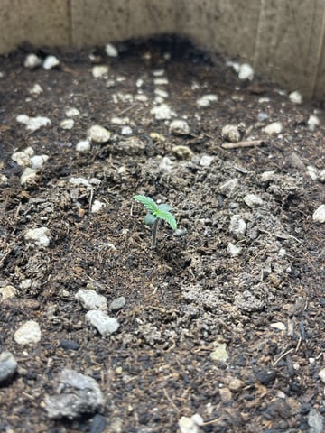 3x3 Grow — flower, day 12