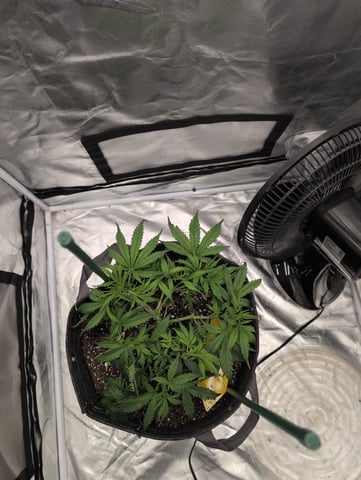 memphisto 3 bears OG, ethos high note r1 — flower, day 31