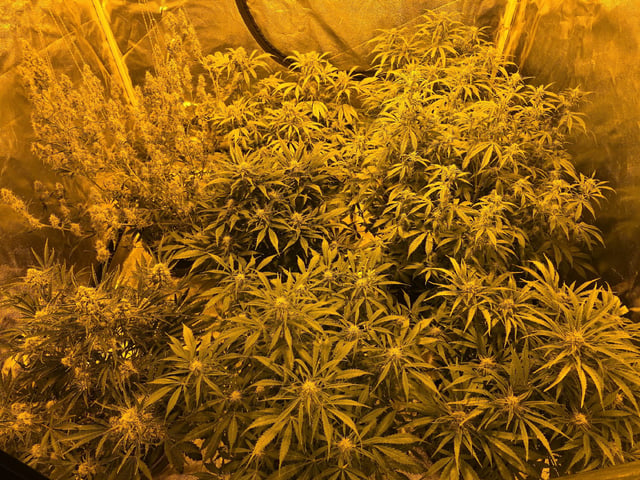 Autos AGAIN