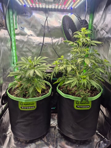 First "Auto" Grow — vegetative, day 31
