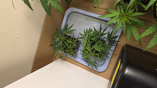 2nd Generation Clones — seedling_rooting, day 11