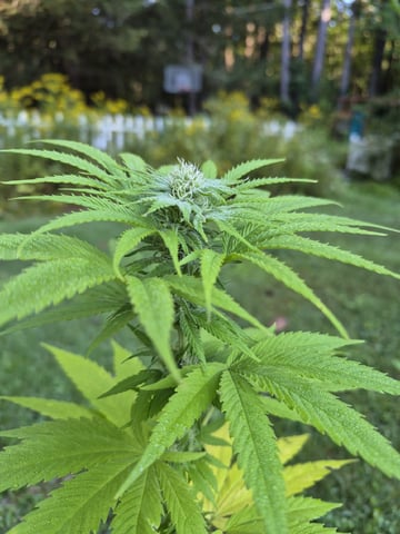 My First Grow — flower, day 84