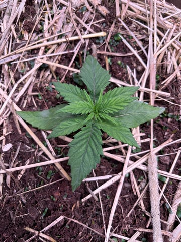 1.75 — vegetative, day 21