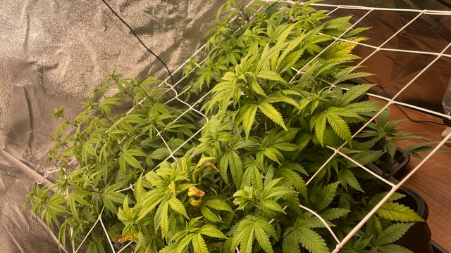 ❄️💚❄️WinterGrow❄️💚❄️ — flower, day 75