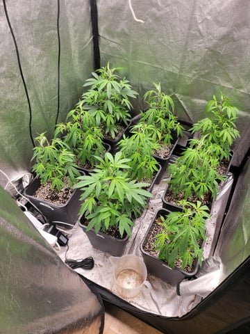 #3 — vegetative, day 5