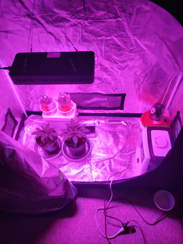 my first time growing in a grow tent  — vegetative, day 20