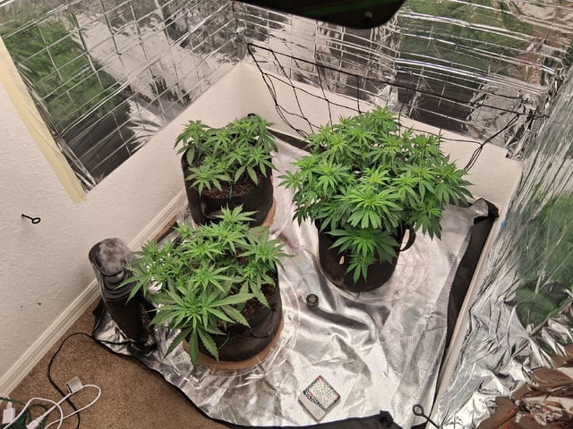 Seedman mix auto & seedman mix auto & GodFather OG — auto, day 47