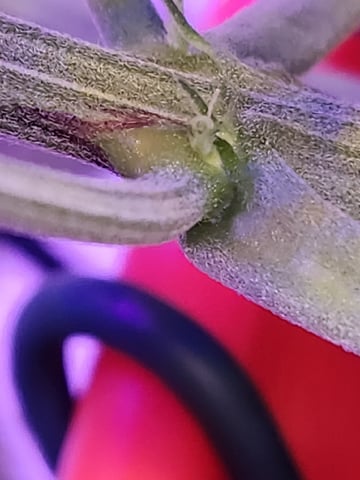 White Widow XXL Autoflower  — flower, day 2