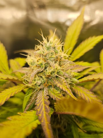 Mimosa Bruce Banner XL — flower, day 63