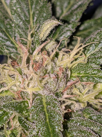 October Start — flower, day 111