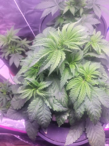 Making Crosses  — vegetative, day 74