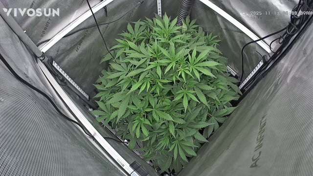 gorilla cookies  — vegetative, day 18