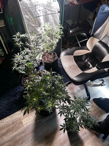 clones — flower, day 68