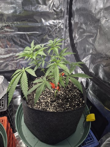 Grow 1 2026 Gelato Rainbow Sherbert  — vegetative, day 34