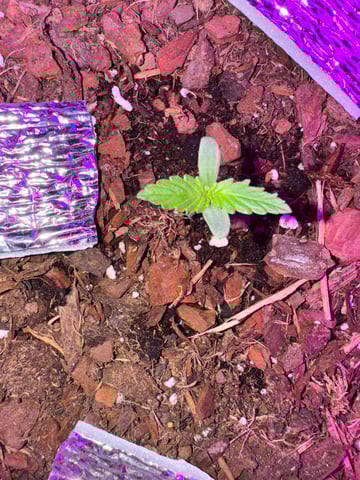 Quick One — flower, day 18