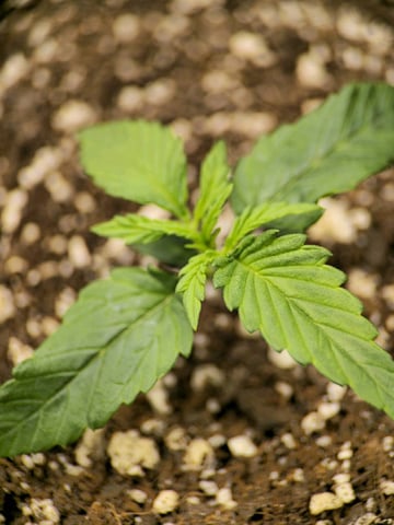 1st Grow 4x4 — seedling_rooting, day 14