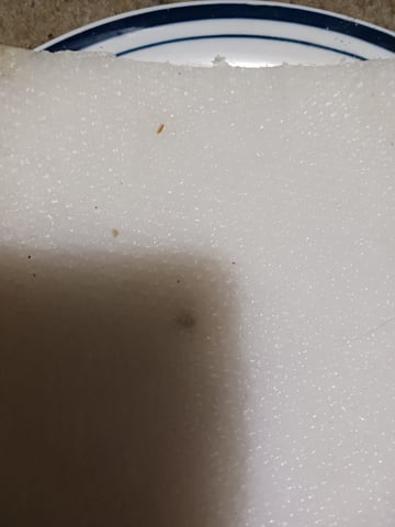 4th grow  — germination, day 10