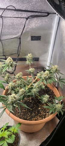 Alaskan bananaberry auto — flower, day 60