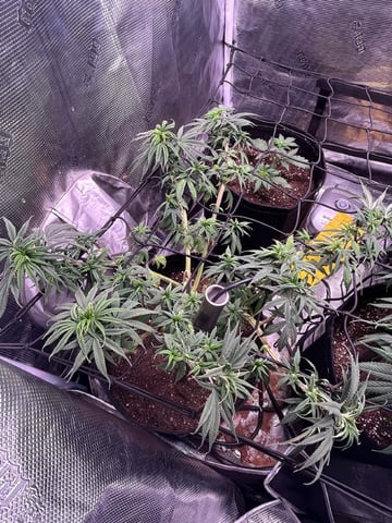 Blue Dream Feminized  — vegetative, day 88