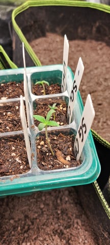 First Grow with the new setup  — seedling_rooting, day 3