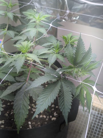 Audrey III — vegetative, day 72