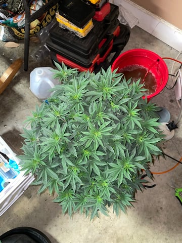 Autos and sour diesel! — vegetative, day 29