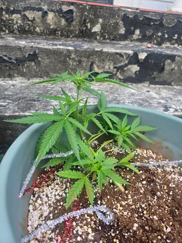 Green Gelato Auto — vegetative, day 32