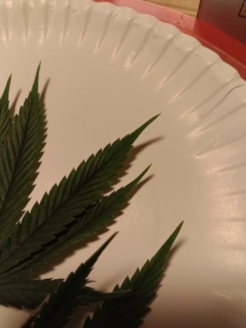 Starfighter/Ohio Guptilla Hybrid — flower, day 4