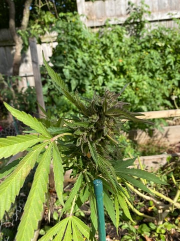 queen of soul X cap junky  — harvest, day 190