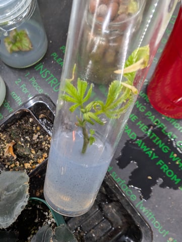 Plant in a test tube — seedling_rooting, day 197