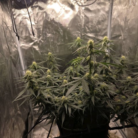 Purple Haze Auto — flower, day 58