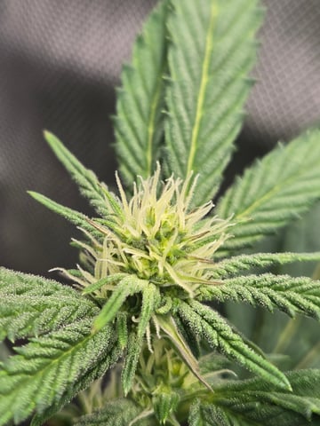 First Grow — flower, day 78