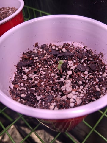 S&D  First Grow — seedling_rooting, day 3