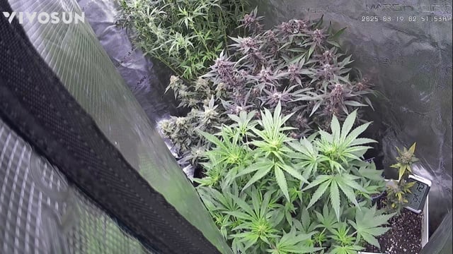 Godfather OG — harvest, day 17