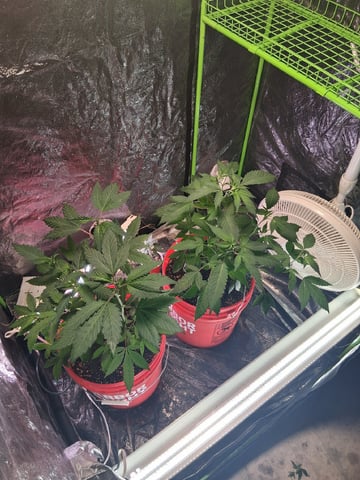 S&D  First Grow — vegetative, day 23