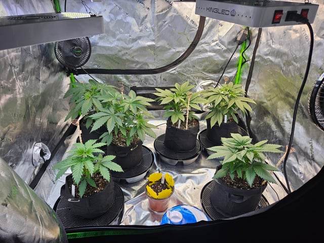 1st Grow — vegetative, day 6