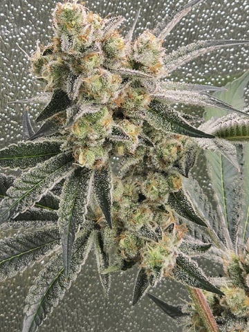 Hydroponic Photos — flower, day 71